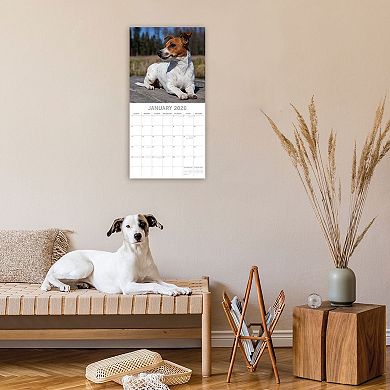 2026 Square Wall Calendar, Jack Russells, 16-Month Paw Prints Theme 12x12 in