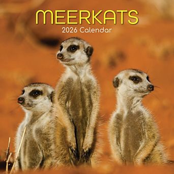2026 Square Wall Calendar, Meerkats, 16-Month Animals Theme 12x12 in