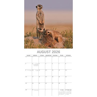 2026 Square Wall Calendar, Meerkats, 16-Month Animals Theme 12x12 in