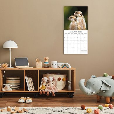 2026 Square Wall Calendar, Meerkats, 16-Month Animals Theme 12x12 in