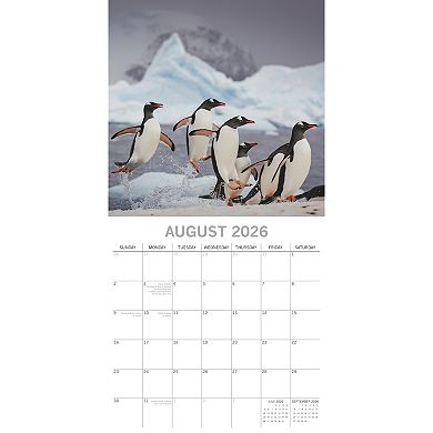 2026 Square Wall Calendar, Penguins, 16-Month Animals Theme 12x12 in