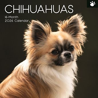 2026 Square Wall Calendar, Chihuahuas, 16-Month Paw Prints Theme, 12x12 in