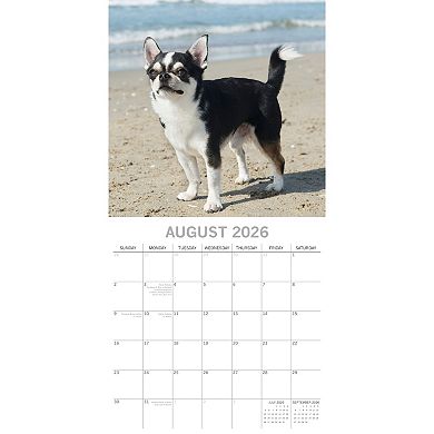 2026 Square Wall Calendar, Chihuahuas, 16-Month Paw Prints Theme, 12x12 in