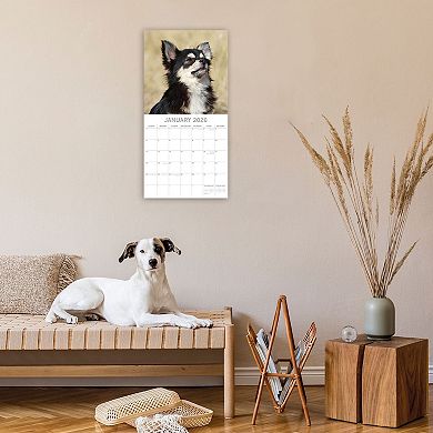 2026 Square Wall Calendar, Chihuahuas, 16-Month Paw Prints Theme, 12x12 in