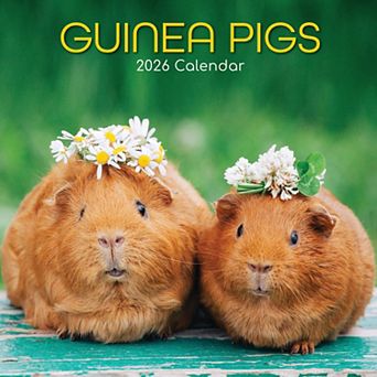 2026 Square Wall Calendar, Guinea Pigs, 16-Month Animals Theme 12x12 in
