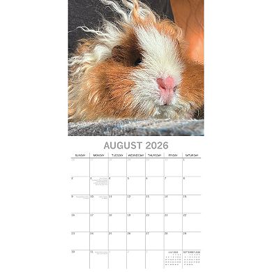 2026 Square Wall Calendar, Guinea Pigs, 16-Month Animals Theme 12x12 in