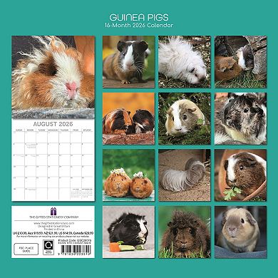 2026 Square Wall Calendar, Guinea Pigs, 16-Month Animals Theme 12x12 in