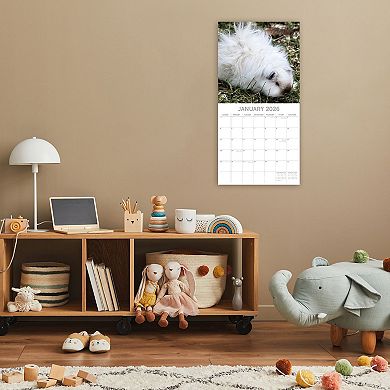 2026 Square Wall Calendar, Guinea Pigs, 16-Month Animals Theme 12x12 in