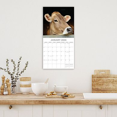 2026 Square Wall Calendar, Cows, 16-Month Animals Theme, 12x12 in