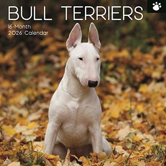 2026 Square Wall Calendar, Bull Terriers, 16-Month Animals Theme, 12x12 in