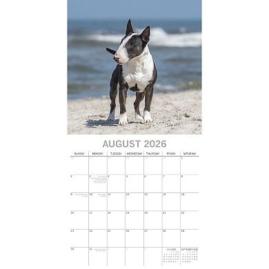 2026 Square Wall Calendar, Bull Terriers, 16-Month Animals Theme, 12x12 in