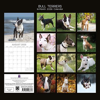 2026 Square Wall Calendar, Bull Terriers, 16-Month Animals Theme, 12x12 in