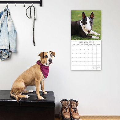 2026 Square Wall Calendar, Bull Terriers, 16-Month Animals Theme, 12x12 in