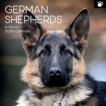 2026 Square Wall Calendar, German Shepherds, 16-Month Paw Prints Theme 12x12 in