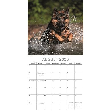 2026 Square Wall Calendar, German Shepherds, 16-Month Paw Prints Theme 12x12 in