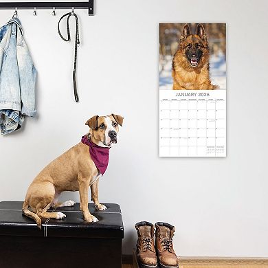 2026 Square Wall Calendar, German Shepherds, 16-Month Paw Prints Theme 12x12 in