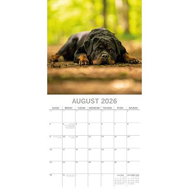 2026 Square Wall Calendar, Rottweiler, 16-Month Paw Prints Theme 12x12 in