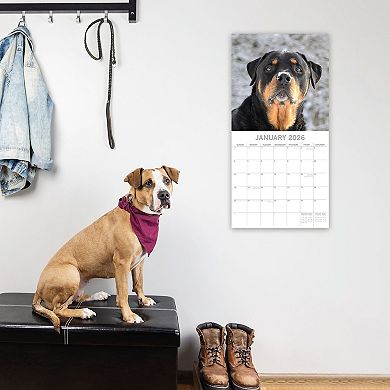 2026 Square Wall Calendar, Rottweiler, 16-Month Paw Prints Theme 12x12 in