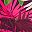 Wine Tropical Palms