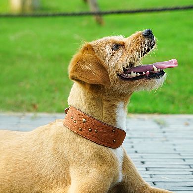 Blueberry Pet Microfiber Faux Leather Dog Collar