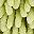 Beige Green Leaf