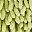 Steel Blue Green Leaf