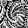Black Paisley