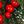 Green And Red