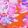 Tangerine Floral