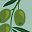 Italia Olive