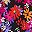 Black Flowers