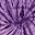 Spider Purple
