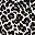 Black Leopard