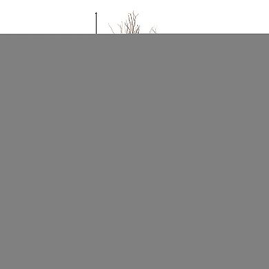 12 Pcs Natural Decorative Dry Branches Authentic Willow Sticks For Home Decoration