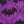 Batty Nights