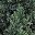 Green 3ft