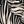 Black Botanic Zebra