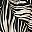 Black Botanic Zebra