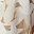 Sm Beige Bloom Floral