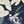 Sm Navy Bloom Floral