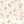 Ivory Blush Floral