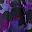 Purple Multi