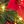 Red And Green