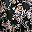 Black Floral