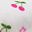 Cherries