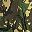 Camouflage Green