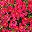 Rose Red