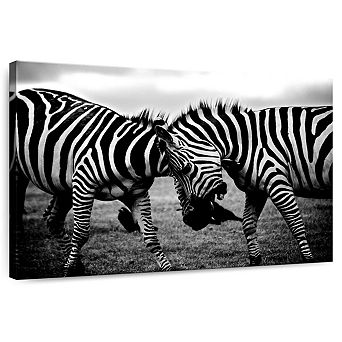 Zebra Face Off Wall Art
