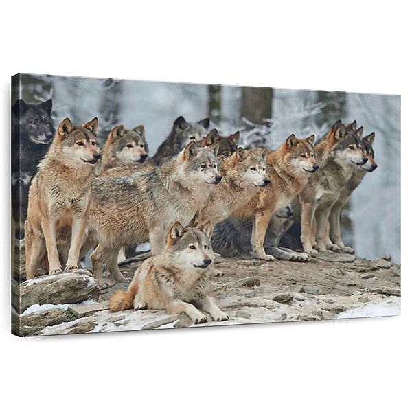 Wild Wolf Pack Wall Art