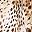 Brown Leopard